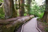 Patriarchs trail.